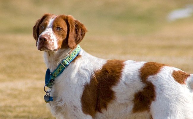 Douze chiens de chasse morts de la maladie d’Aujeszky à la frontière nord de la France